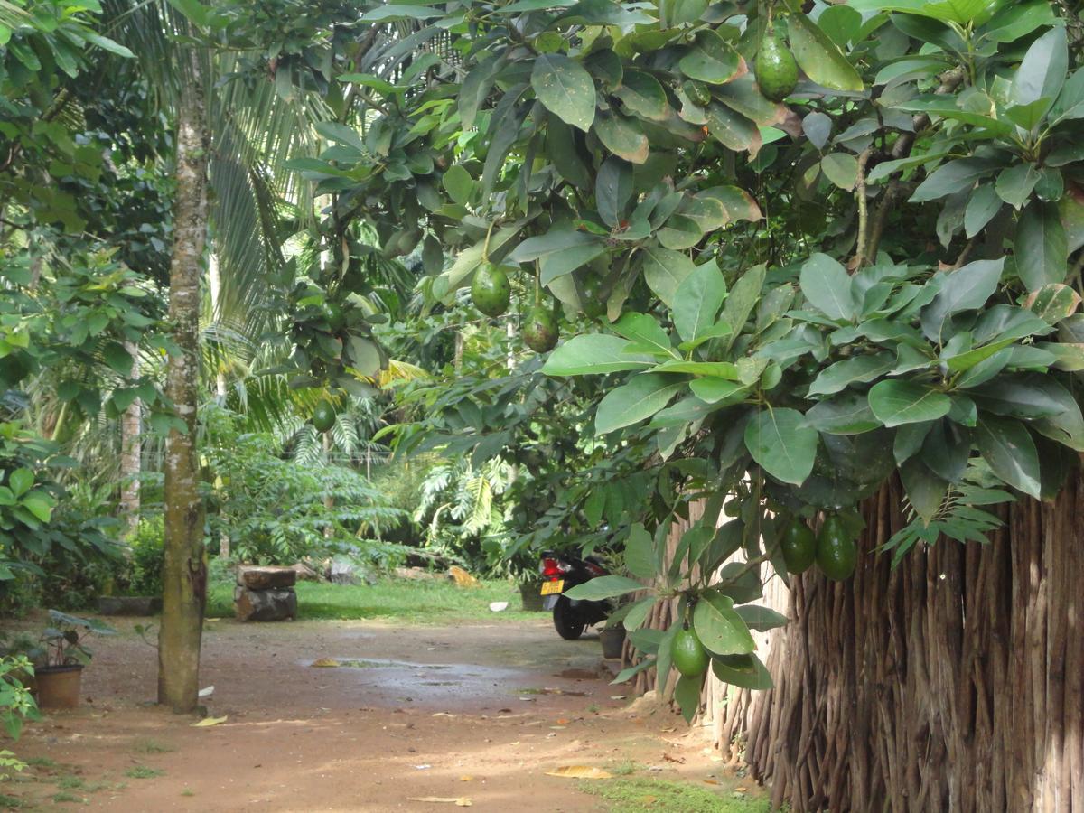 The Green Station Hotel Dikwella Bagian luar foto